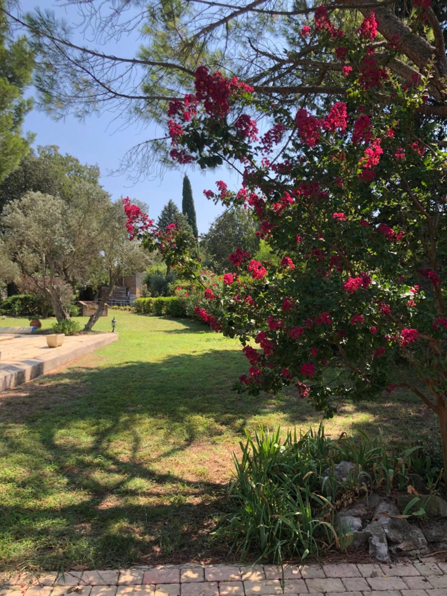 Gite En Provence Dans Grand Jardin Avec Piscine Partagee Cornillon-Confoux Exteriör bild